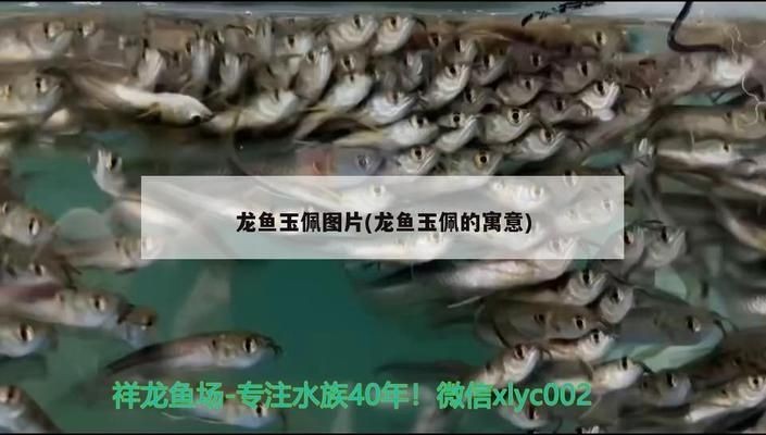 龍魚玉佩vs祥龍魚場：龍魚玉佩和祥龍魚場之間的競爭與合作關(guān)系