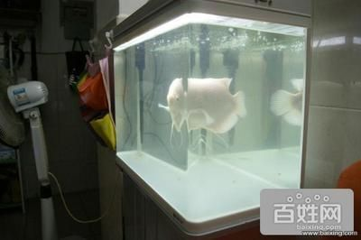 龍魚立鱗會自愈嗎為什么會死vs祥龍魚場:龍魚立鱗現(xiàn)象是否會自行恢復及其原因祥龍魚場信譽評價 vs祥龍魚場 第4張 龍魚立鱗會自愈嗎為什么會死vs祥龍魚場:龍魚立鱗現(xiàn)象是否會自行恢復及其原因祥龍魚場信譽評價 龍魚立鱗會自愈嗎為什么會死vs祥龍魚場:龍魚立鱗現(xiàn)象是否會自行恢復及其原因祥龍魚場信譽評價 vs祥龍魚場 第4張