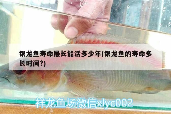 魚缸用增氧泵價格是多少:魚缸增氧機-xtrac增氧機-xtrac增氧機 銀龍魚壽命最長能活多少年(銀龍魚的壽命多長時間?) 銀龍魚百科 銀龍魚壽命最長能活多少年(銀龍魚的壽命多長時間?) 銀龍魚壽命最長能活多少年(銀龍魚的壽命多長時間?) 銀龍魚百科