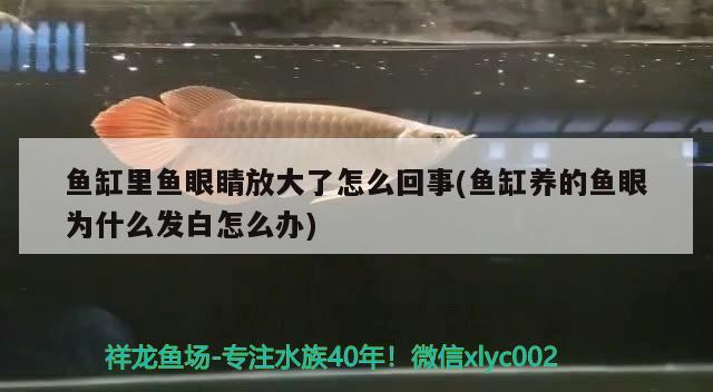魚(yú)缸里魚(yú)眼睛放大了怎么回事(魚(yú)缸養(yǎng)的魚(yú)眼為什么發(fā)白怎么辦)