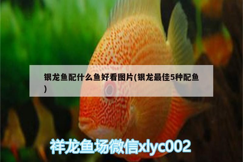 銀龍魚配什么魚好看圖片(銀龍最佳5種配魚)