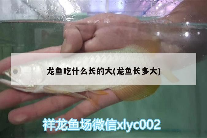 龍魚吃什么長(zhǎng)的大(龍魚長(zhǎng)多大)