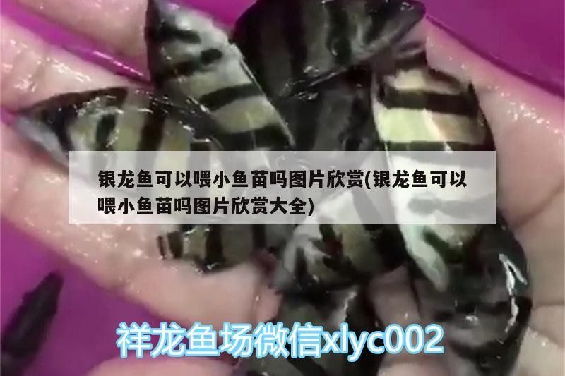 龍魚干蝦有營養(yǎng)嗎 銀龍魚可以喂小魚苗嗎圖片欣賞(銀龍魚可以喂小魚苗嗎圖片欣賞大全) 銀龍魚百科 銀龍魚可以喂小魚苗嗎圖片欣賞(銀龍魚可以喂小魚苗嗎圖片欣賞大全) 銀龍魚可以喂小魚苗嗎圖片欣賞(銀龍魚可以喂小魚苗嗎圖片欣賞大全) 銀龍魚百科