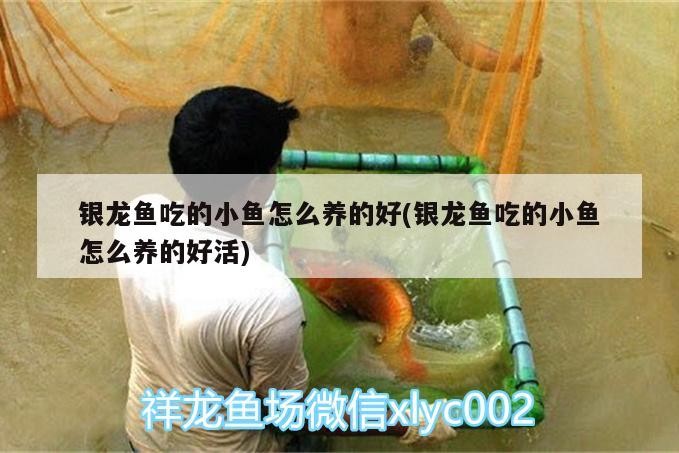 銀龍魚吃的小魚怎么養的好(銀龍魚吃的小魚怎么養的好活)