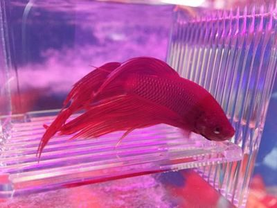 虎頭鯊的飼養(yǎng)技巧：虎頭鯊在魚缸中活躍程度可能受到多種因素影響以下因素的影響