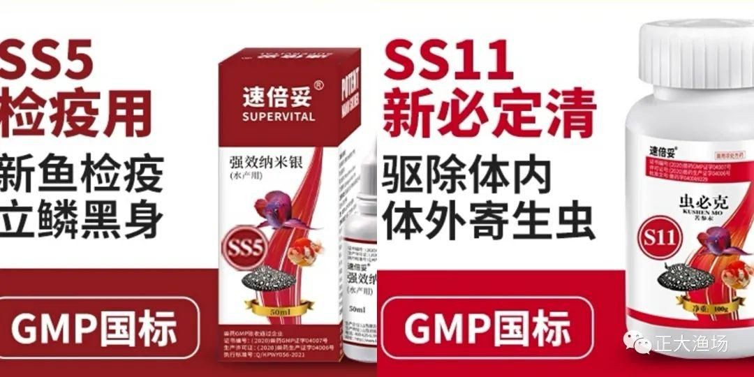 紅龍魚魚鱗有寄生蟲：紅龍魚魚鱗寄生蟲的自然治療方法
