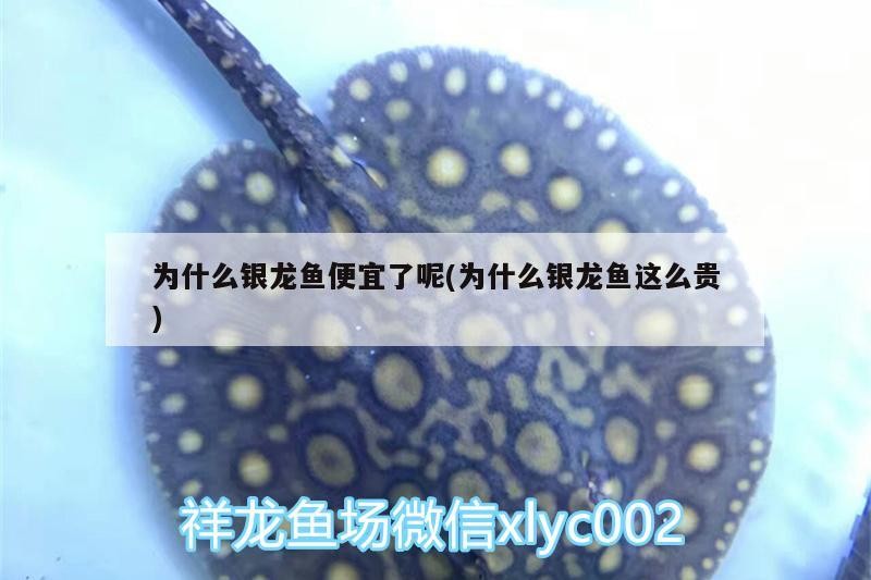 為什么銀龍魚便宜了呢(為什么銀龍魚這么貴)