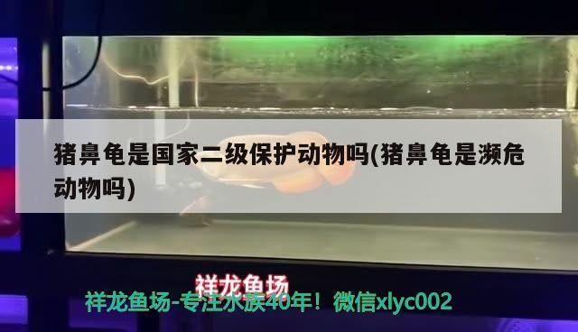 豬鼻龜是國家二級保護(hù)動物嗎(豬鼻龜是瀕危動物嗎)