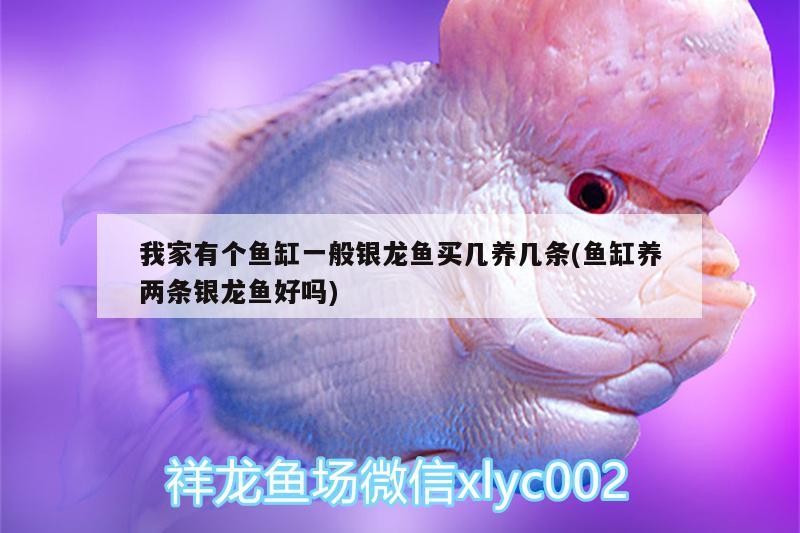 我家有個魚缸一般銀龍魚買幾養幾條(魚缸養兩條銀龍魚好嗎)