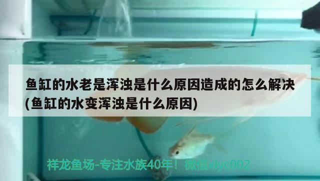 魚缸的水老是渾濁是什么原因造成的怎么解決(魚缸的水變渾濁是什么原因)
