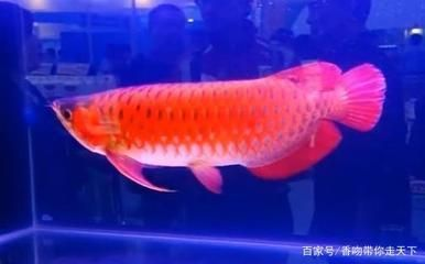 喂龍魚的飼料魚要怎么消毒才好vs祥龍魚場：喂龍魚的飼料魚的幾種消毒方法