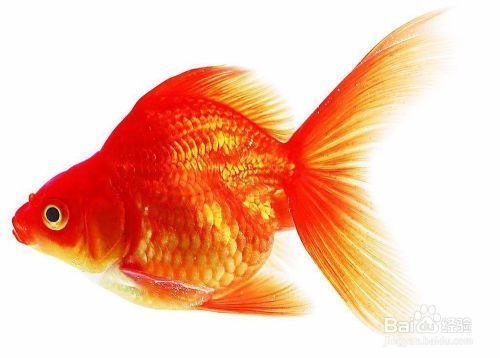 興和縣魚緣水族館（興和縣魚緣水族館電話）