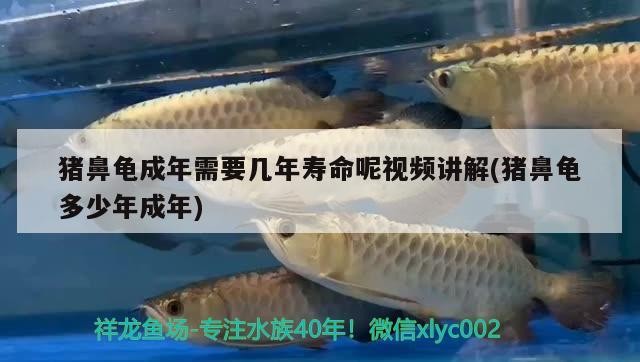 豬鼻龜成年需要幾年壽命呢視頻講解(豬鼻龜多少年成年)