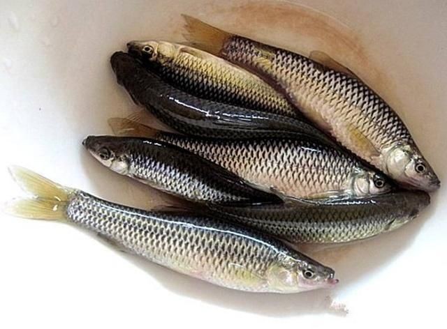 JEBO魚缸：jebo佳寶魚缸怎么樣？