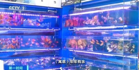 龍魚魚鱗立起來了怎么辦啊vs祥龍魚場：如何處理龍魚立鱗