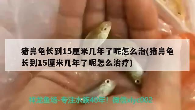 豬鼻龜長到15厘米幾年了呢怎么治(豬鼻龜長到15厘米幾年了呢怎么治療)