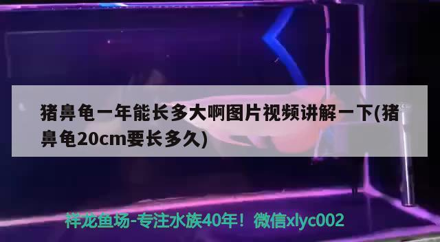 豬鼻龜一年能長多大啊圖片視頻講解一下(豬鼻龜20cm要長多久)