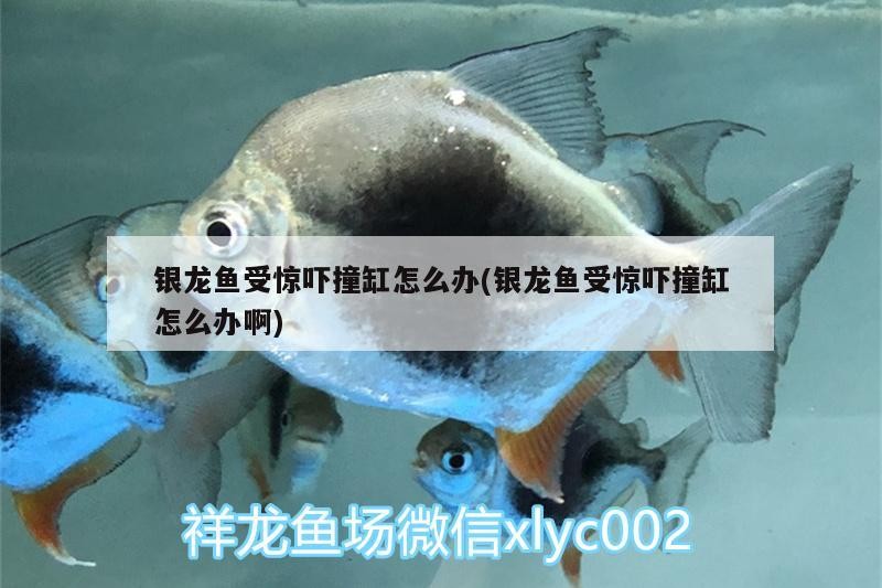 銀龍魚受驚嚇撞缸怎么辦(銀龍魚受驚嚇撞缸怎么辦啊)