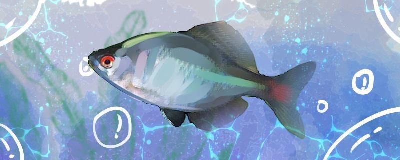 鳑鲏魚怎么繁殖