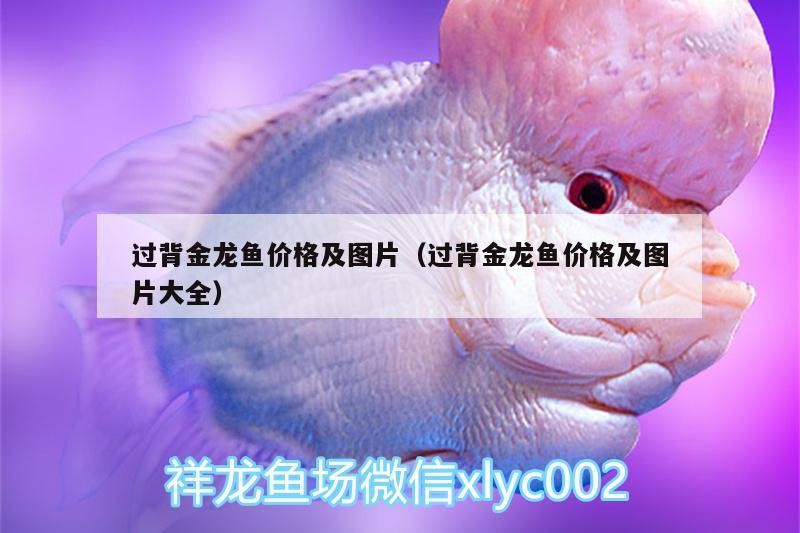 過背金龍魚價格及圖片（過背金龍魚價格及圖片大全） 過背金龍魚價格及圖片（過背金龍魚價格及圖片大全） 金龍魚百科