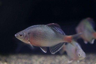 魟魚抗病能力提升方法:提升魟魚抗病能力的方法和實踐