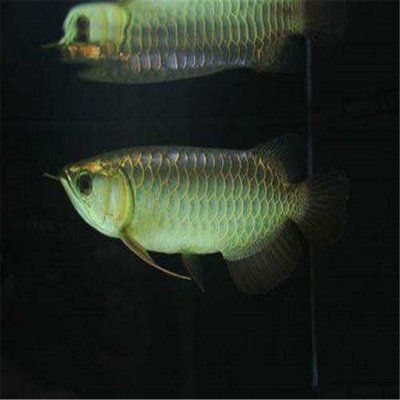 魟魚抗病能力提升方法:提升魟魚抗病能力的方法和實踐