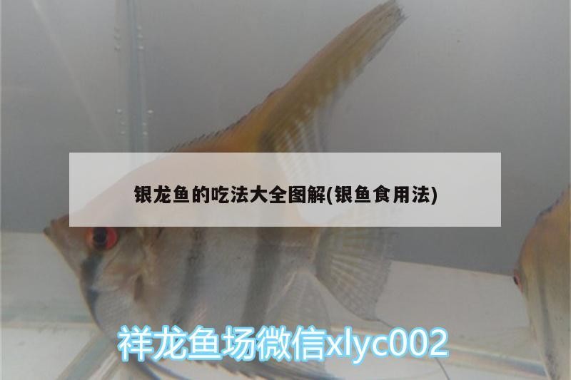 銀龍魚的吃法大全圖解(銀魚食用法)