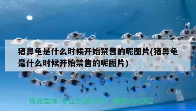 豬鼻龜是什么時候開始禁售的呢圖片(豬鼻龜是什么時候開始禁售的呢圖片)