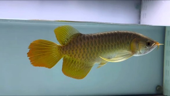 舞姿擺動(dòng)