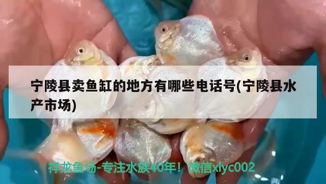 寧陵縣賣魚缸的地方有哪些電話號(寧陵縣水產市場)