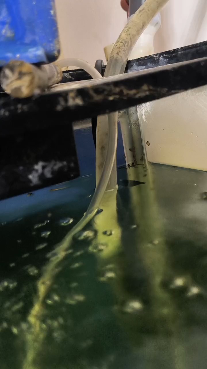 生了十多個小魚寶寶 生了十多個小魚寶寶 龍魚論壇