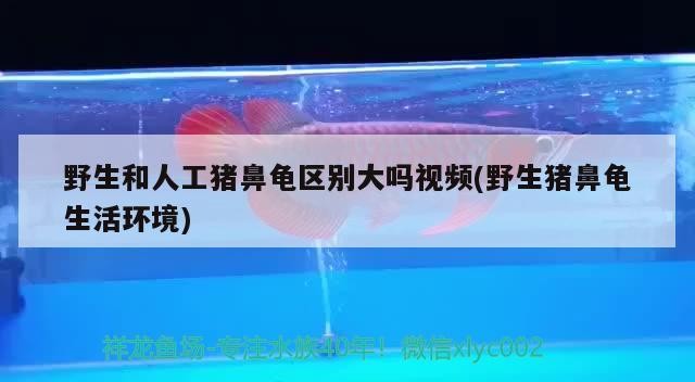 野生和人工豬鼻龜區別大嗎視頻(野生豬鼻龜生活環境)