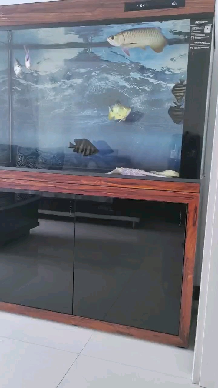 最后一條虎魚圓滿入缸[huaixiao][huaixiao]