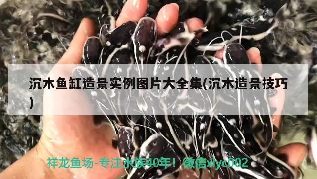 沉木魚缸造景實例圖片大全集(沉木造景技巧)