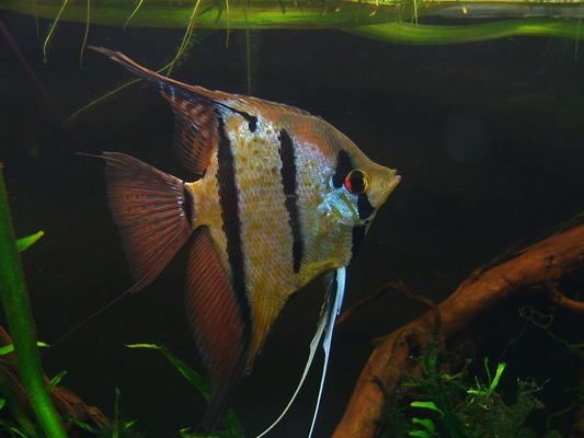 60魚缸養幾條秘魯神仙魚好：60厘米的魚缸適合養什么魚