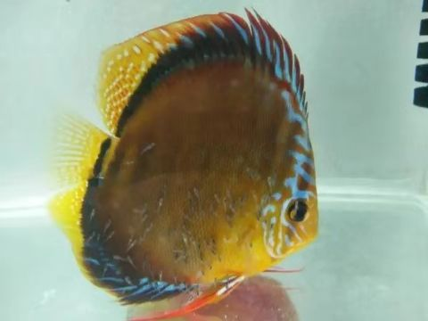龍魚長箭蟲怎么處理vs祥龍魚場：祥龍魚場的信譽評價