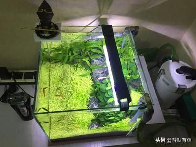 1.5長0.6寬0.8高的魚缸需要多少水：魚缸水容量公式：水容量=寬×寬×高