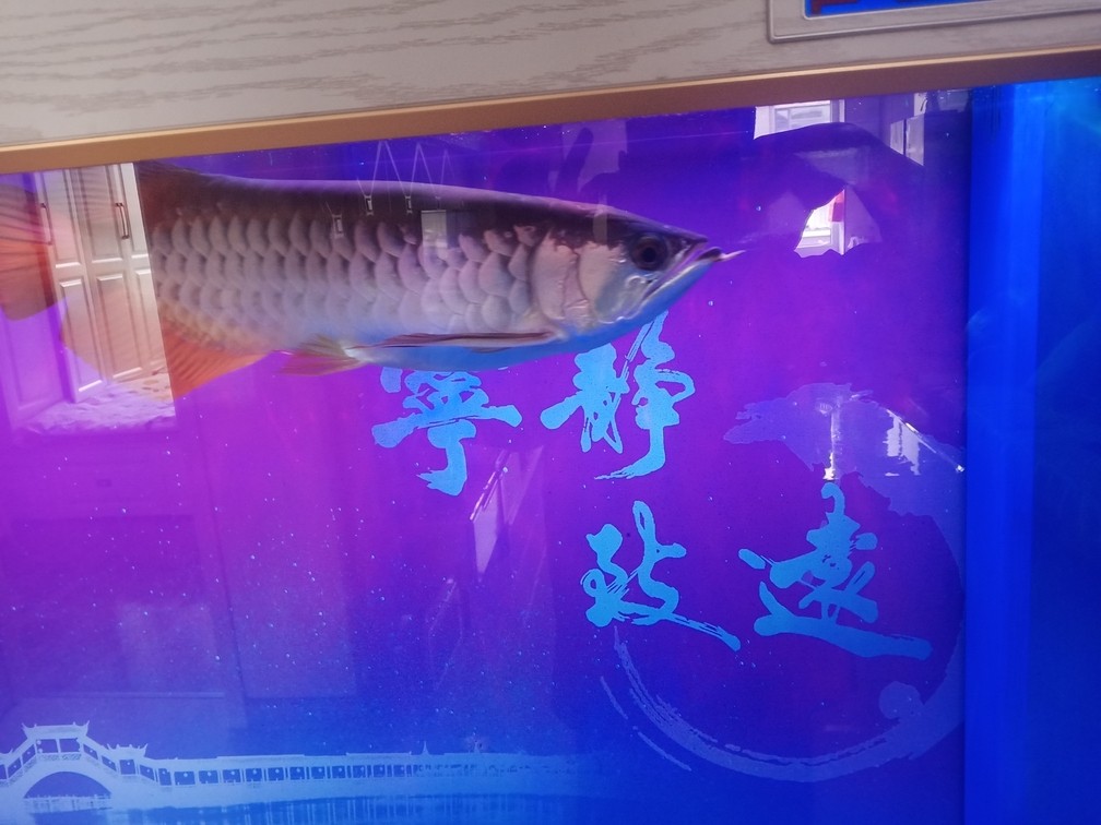 不愛上色 血統不好[liulei]被騙了