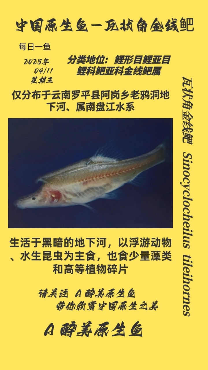 瓦狀角金線鲃
