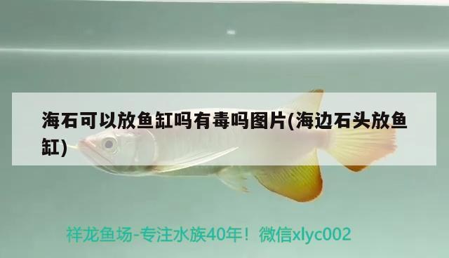 海石可以放魚缸嗎有毒嗎圖片(海邊石頭放魚缸) 海石可以放魚缸嗎有毒嗎圖片(海邊石頭放魚缸) 魟魚百科