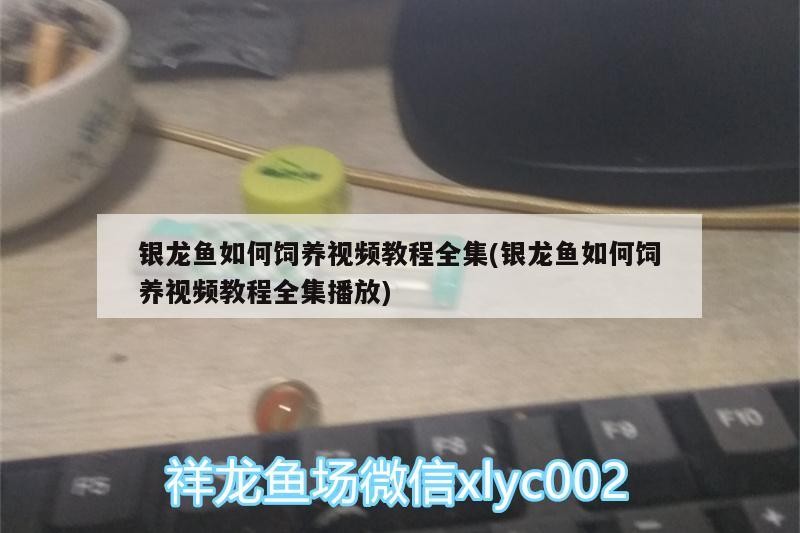 銀龍魚如何飼養(yǎng)視頻教程全集(銀龍魚如何飼養(yǎng)視頻教程全集播放)