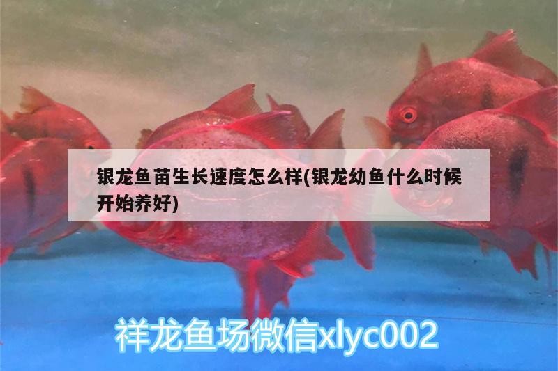 銀龍魚苗生長速度怎么樣(銀龍幼魚什么時候開始養好)