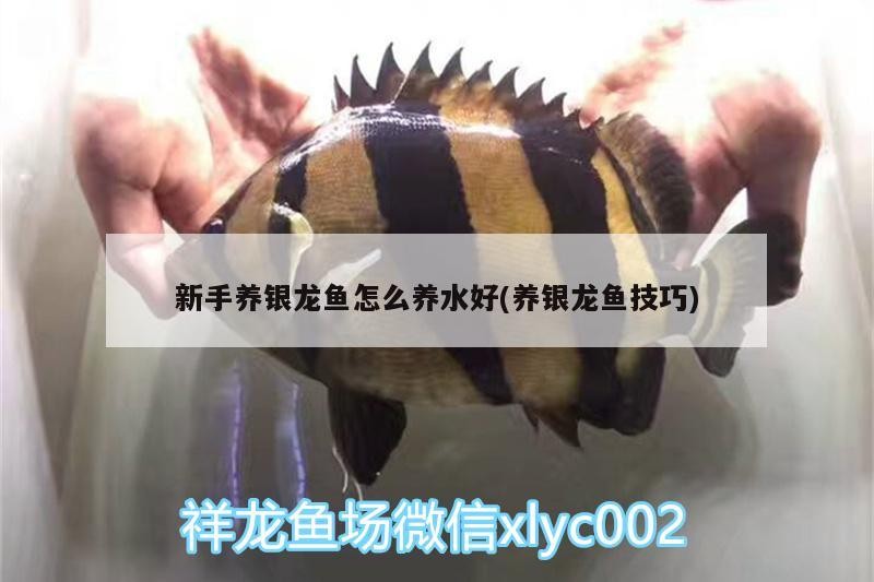 新手養(yǎng)銀龍魚怎么養(yǎng)水好(養(yǎng)銀龍魚技巧)