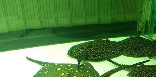 魟魚飼養(yǎng)條件：飼養(yǎng)魟魚需要綜合考慮水質(zhì)、溫度、飼料以及飼養(yǎng)條件