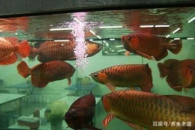魟魚飼養(yǎng)條件：飼養(yǎng)魟魚需要綜合考慮水質(zhì)、溫度、飼料以及飼養(yǎng)條件