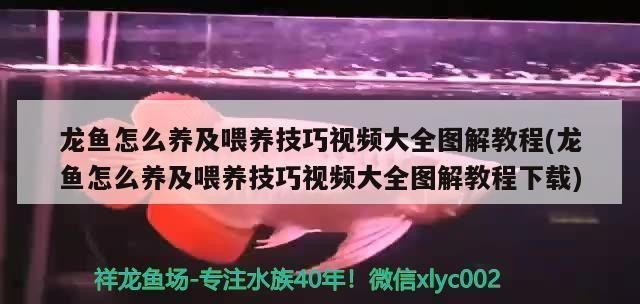 龍魚怎么開口喂活食啊vs祥龍魚場：龍魚開口活食與冷凍飼料的區別龍魚活食喂養的注意事項