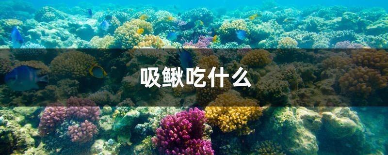 吸鰍吃什么