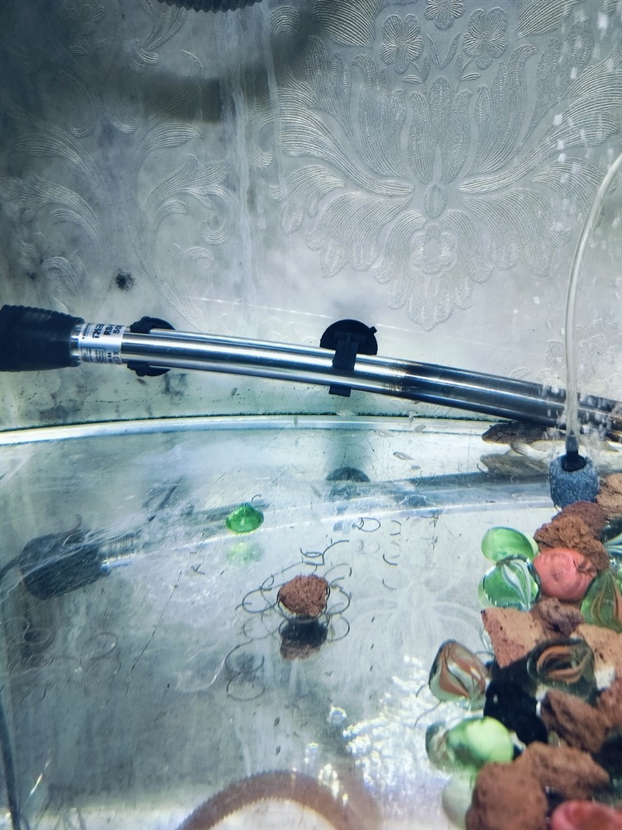 可愛的魚苗