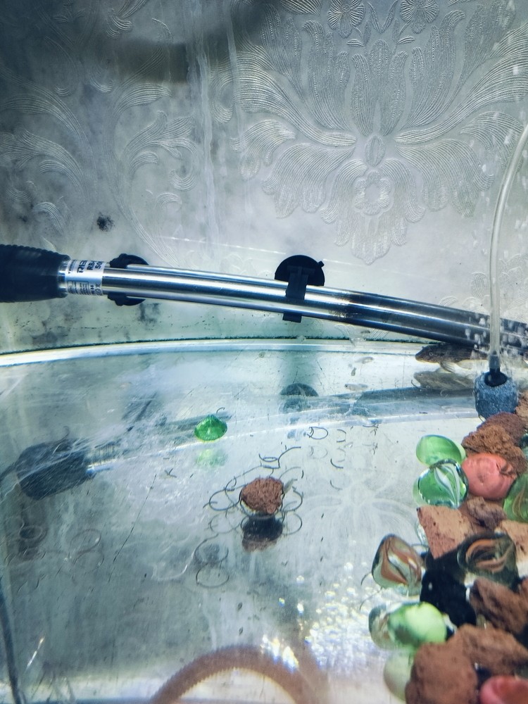 可愛的魚苗