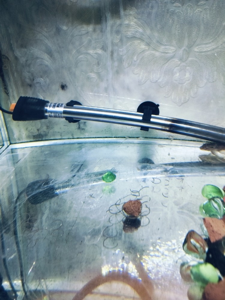可愛的魚苗